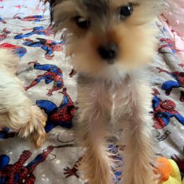 Yorkshire Terrier Puppies from Rosey’s Yorkies