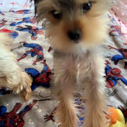 Yorkshire Terrier Puppies from Rosey’s Yorkies