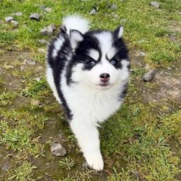 Joy - Black and white female Pomsky puppy in Mc Minnville, Oregon from West Coast Pomskies