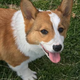 Finn - Pembroke Welsh Corgi