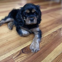 Cavalier King Charles Spaniel Puppies from Carter Woods Cavaliers