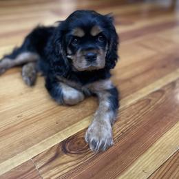 Cavalier King Charles Spaniel Puppies from Carter Woods Cavaliers