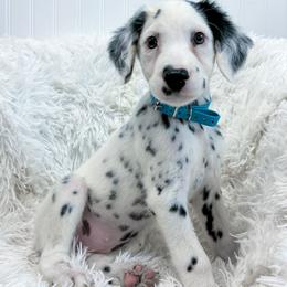 Teal - White and black female Dalmatian puppy in Gray, Georgia from Fuller Spots