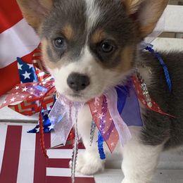American Corgi and Pembroke Welsh Corgi Puppies from Wyndy Ridge Corgis