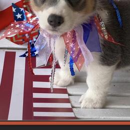 American Corgi and Pembroke Welsh Corgi Puppies from Wyndy Ridge Corgis