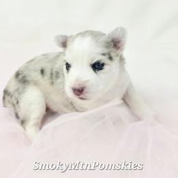 Lucy - Merle female Pomsky puppy in Christiana, Tennessee from Smoky Mountain Pomskies