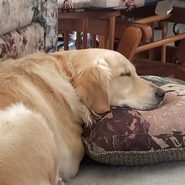 Sadie - Golden Retriever