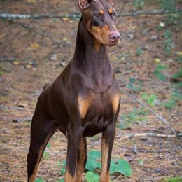 Doberman Pinschers from Cinematic Dobermans