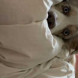 Australian Shepherd All Grown Up from Big Run Australian Shepherds