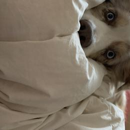 Australian Shepherd All Grown Up from Big Run Australian Shepherds