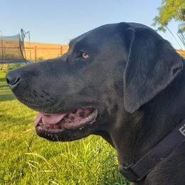Ember - Labrador Retriever