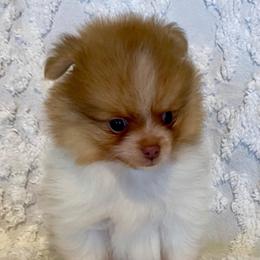 Maverick - Chocolate parti male Pomeranian puppy in Bentonville, Arkansas from Hummingbird & Fox