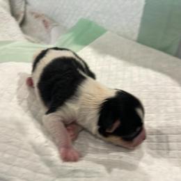 Clove - Parti female Yorkshire Terrier puppy in Forest, Virginia from Majestic Touch Kennels and Pet Services