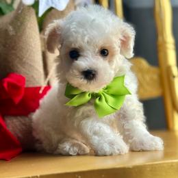 Chance - White male Poodle puppy in Adolphus, Kentucky from Deerly Poodles