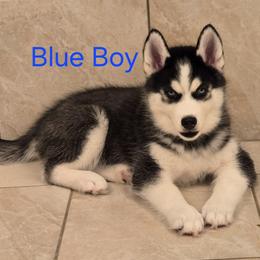 Blue - Black and white male Siberian Husky puppy in Canton, Georgia from Genine Appello