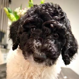 Cookies n' Cream - Parti female Goldendoodle puppy in Humble, Texas from Kel's Tails Poodles & Doodles