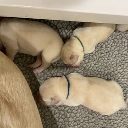 Labrador Retriever Puppies from Pea Ridge Labradors