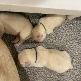 Labrador Retriever Puppies from Pea Ridge Labradors