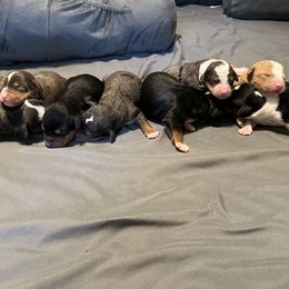 Bernedoodle and French Bulldog Puppies from Bernied00dle Love & Fr3nchi3 Love