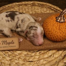 Maple - Red merle female Miniature Australian Shepherd puppy in Apache Junction, Arizona from Circle T Mini Aussies