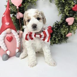 Archer - Parti male Goldendoodle puppy in Leander, Texas from Doodle Doula