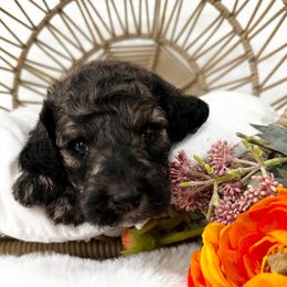 Bernedoodle and Cavapoo Puppies from Dulcito Doodles