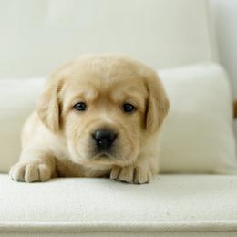 Liberty - Yellow female Labrador Retriever puppy in Allons, Tennessee from UC Labradors LLC
