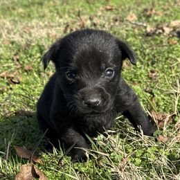 Red - Black male Labrador Retriever puppy in Kinta, Oklahoma from Beaver Creek Kennels