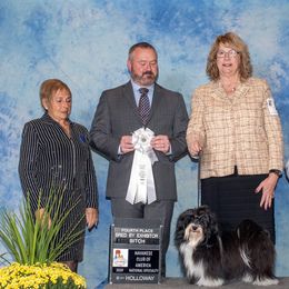 Havanese All Grown Up from Grandview Havanese