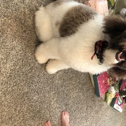 Koko - Poodle