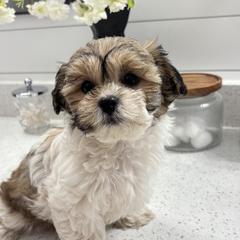 Mal-Shi Puppies from Malshipoos