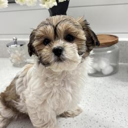 Mal-Shi Puppies from Malshipoos