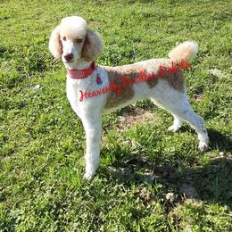 Poodle Puppies from Reeves Family Standard Poodles