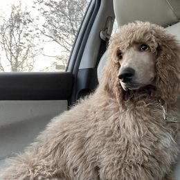 Poodles from Sunshine’s Standard Poodles