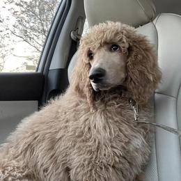 Poodles from Sunshine’s Standard Poodles