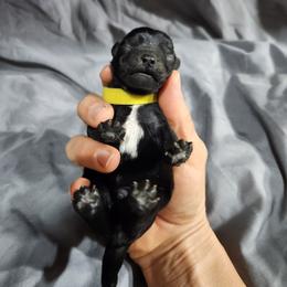 Yellow Male - Black male Schnoodle puppy in Lehi, Utah from KK Schnauzers