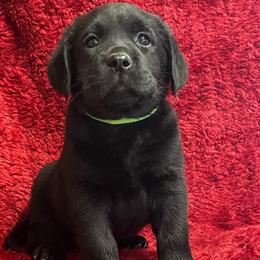 Male 5 Black - Green Collar - Black male Labrador Retriever puppy in Beaverdam, Virginia from Gold Heart Labradors