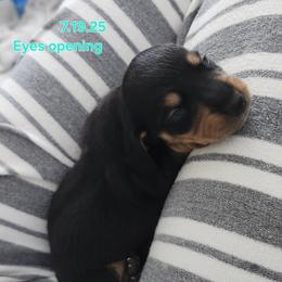 Dachshund Puppies from Happy Acres  Miniature Dachshunds