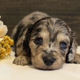 Dory - Dapple female Dachshund puppy in Dothan, Alabama from Little House Pups