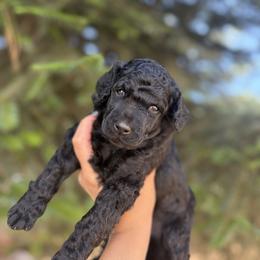 Poodle Puppies from Mount Zion Kennels