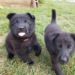 German Shepherd Puppies from B & R Kennel