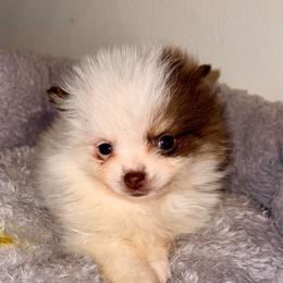Nash - Chocolate parti male Pomeranian puppy in East Mountain, Texas from Fairchild Fancy Pomeranians and Coachella Pomeranians