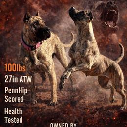 Rosie - Perro de Presa Canario