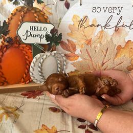 Scooby Doo (Light Blue) - Red  male Poodle puppy in Calimesa, California from Teakwood Poodles of SoCal
