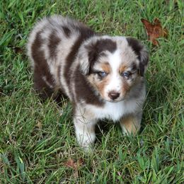Laurel - Red merle female Australian Shepherd puppy in Falcon, Missouri from www.maubachranch.com