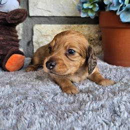 Enzo - Red male Dachshund puppy in Cherry Tree, Oklahoma from Peavine Creek Dachshunds