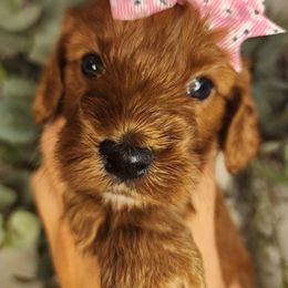 Cherry - Red female Cavapoo puppy in Roseville, California from Heavenly Goldendoodles