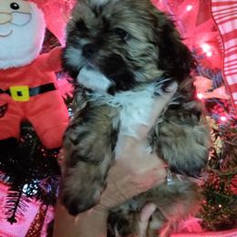 Shih Tzu Puppies from Starrynight Shih Tzu