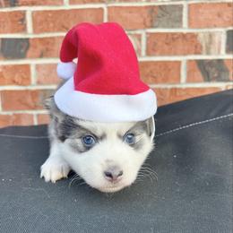 Elsa - Blue female Pomsky puppy in Henderson, Kentucky from Paris Pomskies