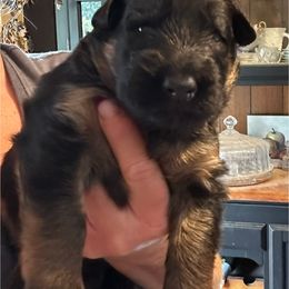 Purple - Black and red female German Shepherd puppy in Puyallup, Washington from Majestic Royal German Shepherd’s